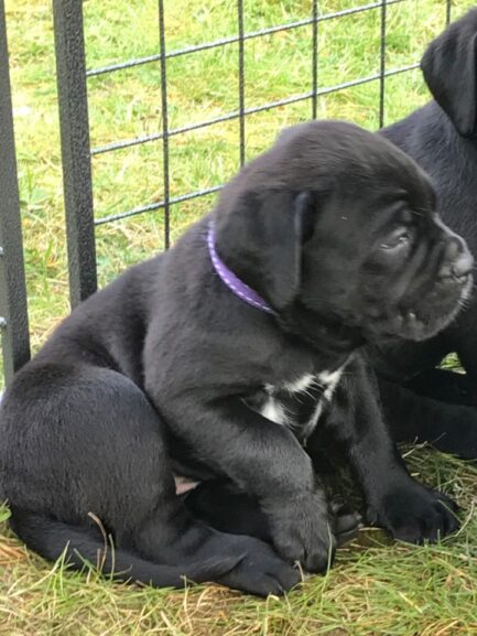 Molly-Cane Corso