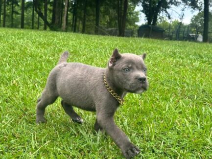 Kobe- Cane Corso - Image 3