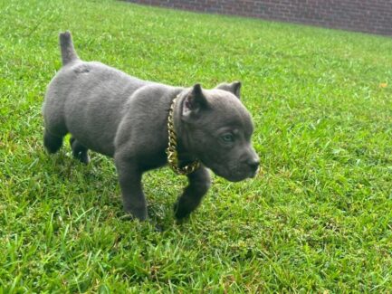 Kobe- Cane Corso - Image 2