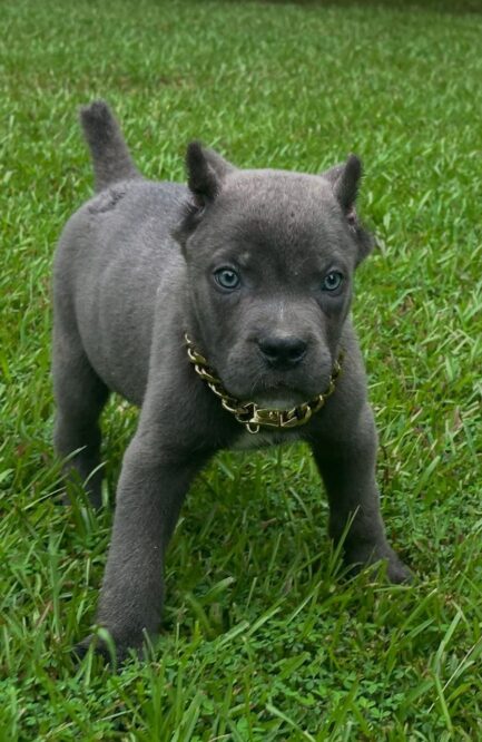 Kobe- Cane Corso