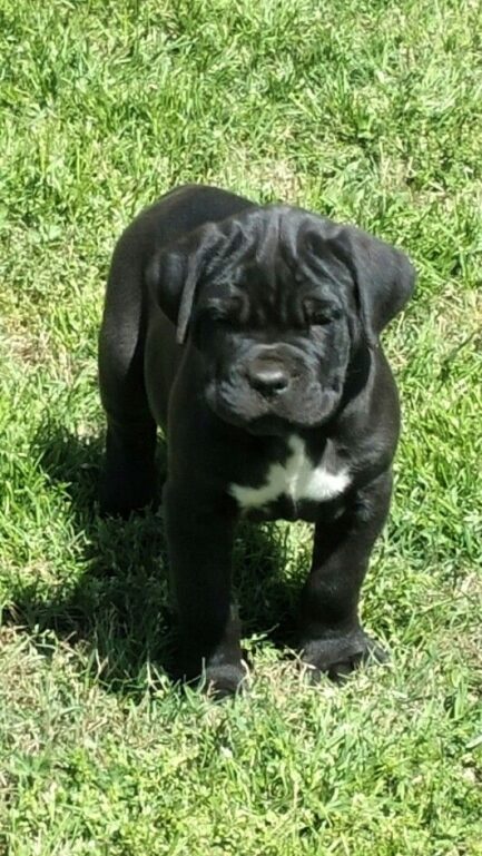 Molly-Cane Corso - Image 3