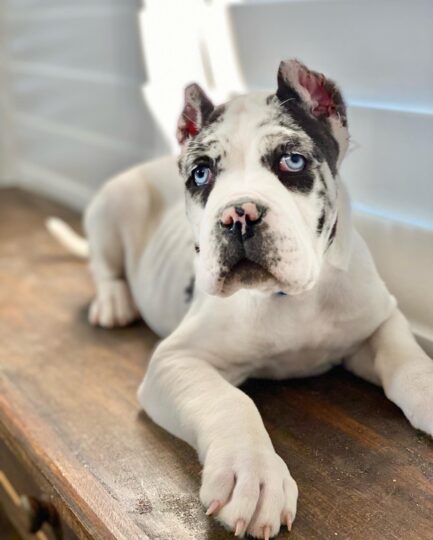 Jax- Cane Corso