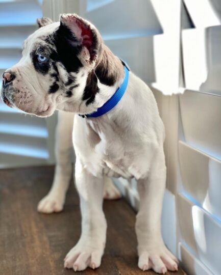Jax- Cane Corso - Image 2