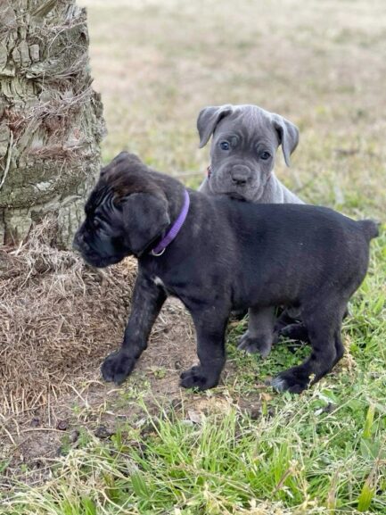 Molly-Cane Corso - Image 2